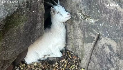 Alto Adige, il Soccorso alpino salva una capretta in difficolta'