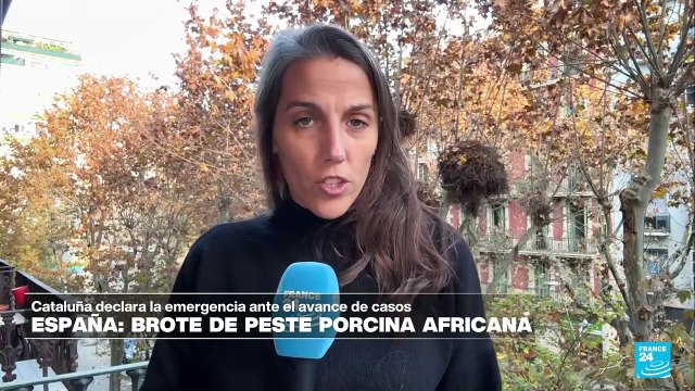 Informe desde Barcelona: Gobierno catalán declara emergencia por brote de peste porcina africana