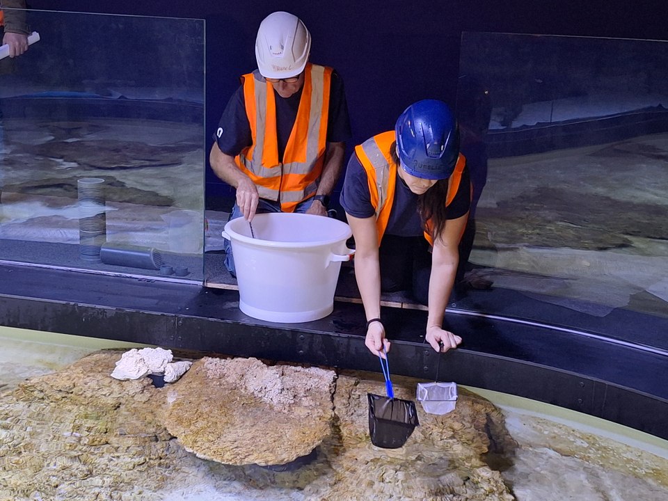 À Océanopolis à Brest, l'ouverture des pavions tropicale et austral reportée