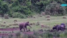 Curious Baby Elephant Approaches Buffalo and Quickly Learns a Lesson