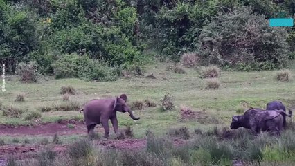 Curious Baby Elephant Approaches Buffalo and Quickly Learns a Lesson