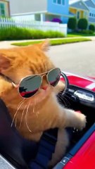 mpus naik mobil mainan