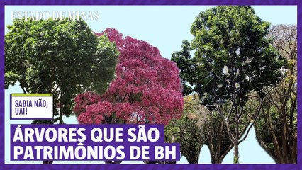 A árvore mais antiga de BH e as árvores que são patrimônio
