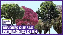 A árvore mais antiga de BH e as árvores que são patrimônio