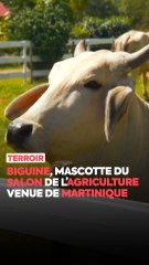 Connaissez-vous Biguine, l’égérie du prochain Salon de l’Agriculture ? Originaire de Martinique, elle devient la première vache d’Outre-mer à être choisie comme mascotte de l’événement. On vous la présente ! 🐄✨