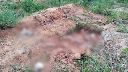 Desrespeito e Mau Cheiro: Viver ao Lado do Cemitério Parque das Flores, uma Realidade Inconveniente em Totó