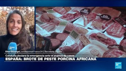 Informe desde Barcelona: Gobierno catalán declara emergencia por brote de peste porcina africana
