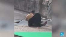 Chine : à Hanghzou, un ours noir attaque un gardien de zoo