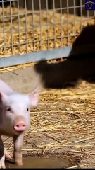 Doberman vs Wild Wolf! Fierce Battle #doberman