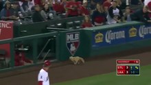 Ce cameraman suit un chat en panique dans un stade de Baseball