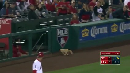 Ce cameraman suit un chat en panique dans un stade de Baseball