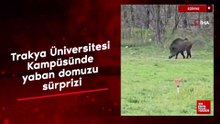 Trakya Üniversitesi Kampüsünde yaban domuzu sürprizi
