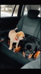 Quel bon comédien ce chiot lol .Trop fort.