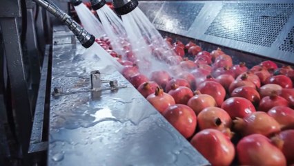 Modern Pomegranate Factory From Farm to Delicious Drink   Full Process