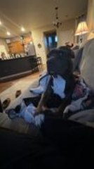 Dog Adorably Reaches Out in Jealousy When Person Shakes Someone Else's Hand