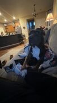 Dog Adorably Reaches Out in Jealousy When Person Shakes Someone Else's Hand