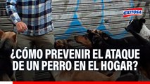 Perros en el hogar: Niños son más vulnerables a sufrir mordidas, advierte especialista