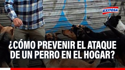 Perros en el hogar: Niños son más vulnerables a sufrir mordidas, advierte especialista