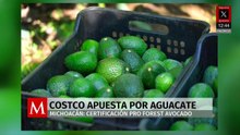 Costco exige certificación Pro Forest Avocado para aguacates en Michoacán