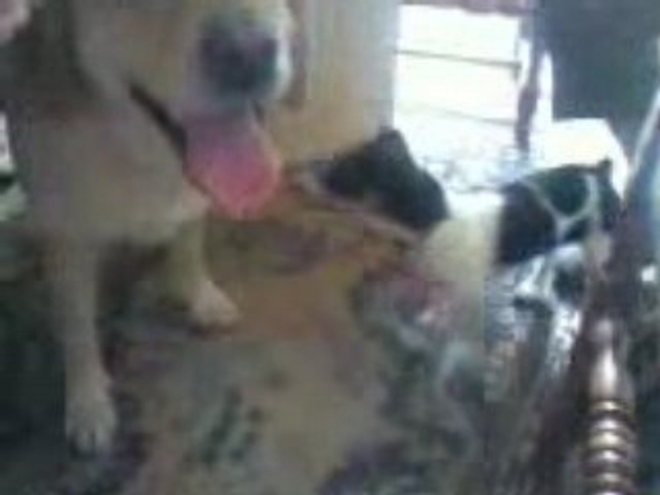 Vidéo0020
