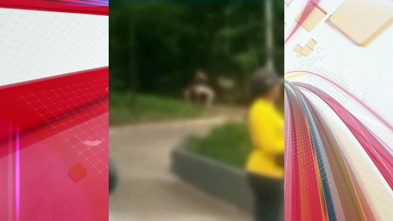 Casal é pego fazendo sexo em banco de bosque à luz do dia em Londrina