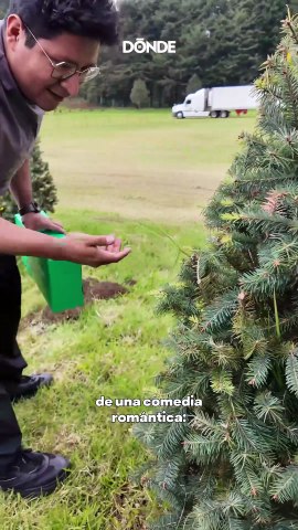 Experiencia navideña: ve y corta tu arbolito cerca de CDMX