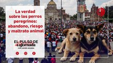 PEREGRINACIONES a la Virgen… y PERROS que se quedan atrás: el ABANDONO que nadie quiere ver