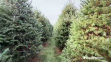 Christmas tree farms still feeling impacts of drought even with good weather this year