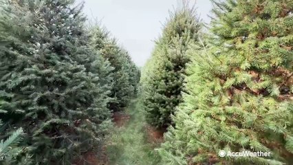 Christmas tree farms still feeling impacts of drought even with good weather this year