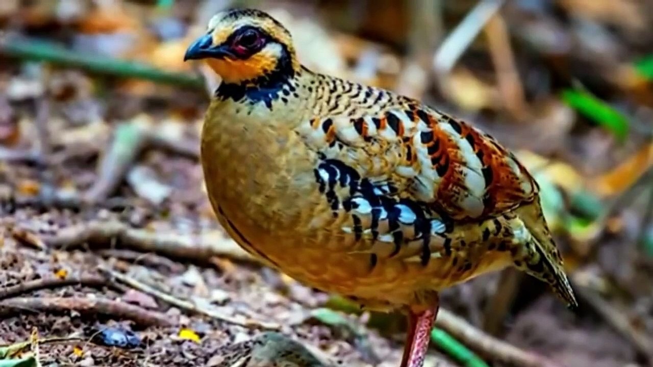 BEAUTIFUL BIRDS OF THAILAND