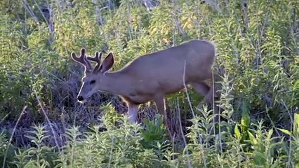 This Entire Island Is Home to One Wildly Impressive Species