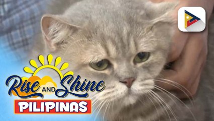 Wednesday Pet's Day | Makku the cat