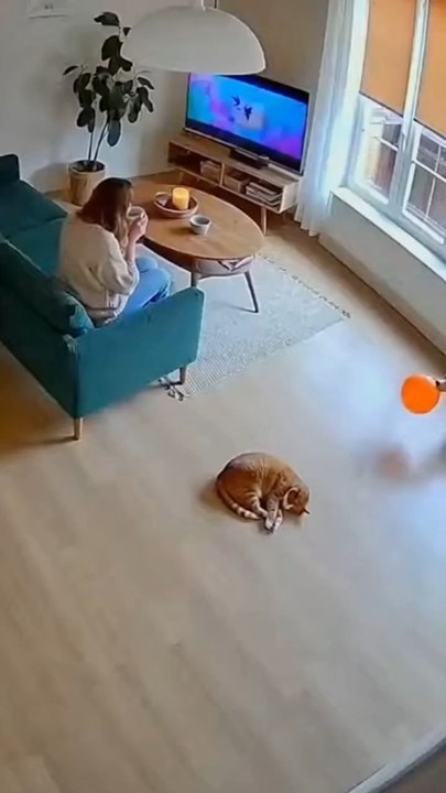 Dog plays a prank on Cat 🤣🤣🤣 *This is a humor video for entertainment purposes; all content is fictional. We created this video using artificial intelligence tools and post-production editing.