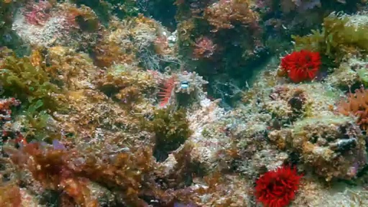 Aaron Warner Underwater Camera Demo
