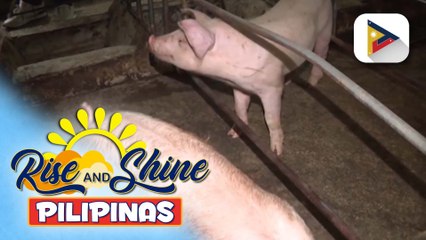 D.A., tiniyak na sapat ang supply ng karne ng baboy ngayong holiday season; Pilipinas, nananatiling PPR-free ayon sa BAI | ulat ni Vel Custodio
