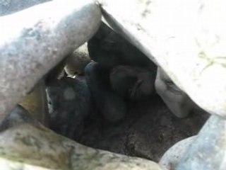 Super Glu, la dernière piece de l'édifice