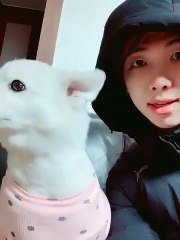 BTS' RM Hung Out With A Dog Wearing A Sweater & The Internet Is Officially Broken