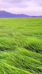 Focus Better with Soft Piano & Nature