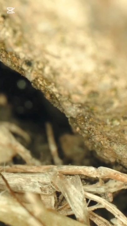 Ant Hidden secrets