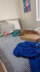 Cat Runs Abruptly at Other, Causing Him to Panic and Jump off Bed