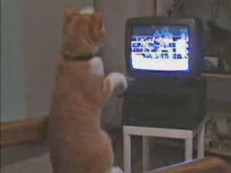 le chat de Tyson