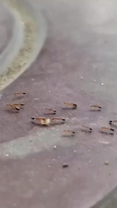 Ant's walk