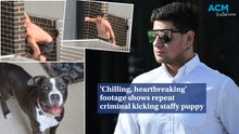 Canberra man convicted over 'heartbreaking' abuse of 12-week-old puppy