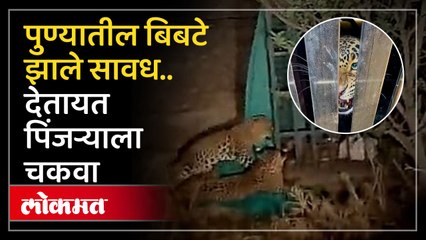 पुण्यातील बिबटे झाले हुशार? वन विभागाच्या पिंजऱ्याला दिली हुलकावणी