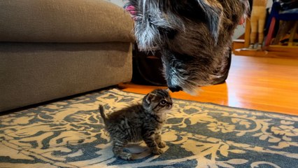 Huge Dog Is Emotional Support Dog To All Kinds Of Tiny Animals