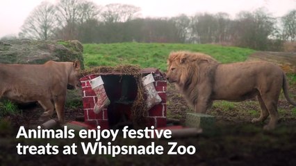 Animals enjoy festive treats at Whipsnade Zoo