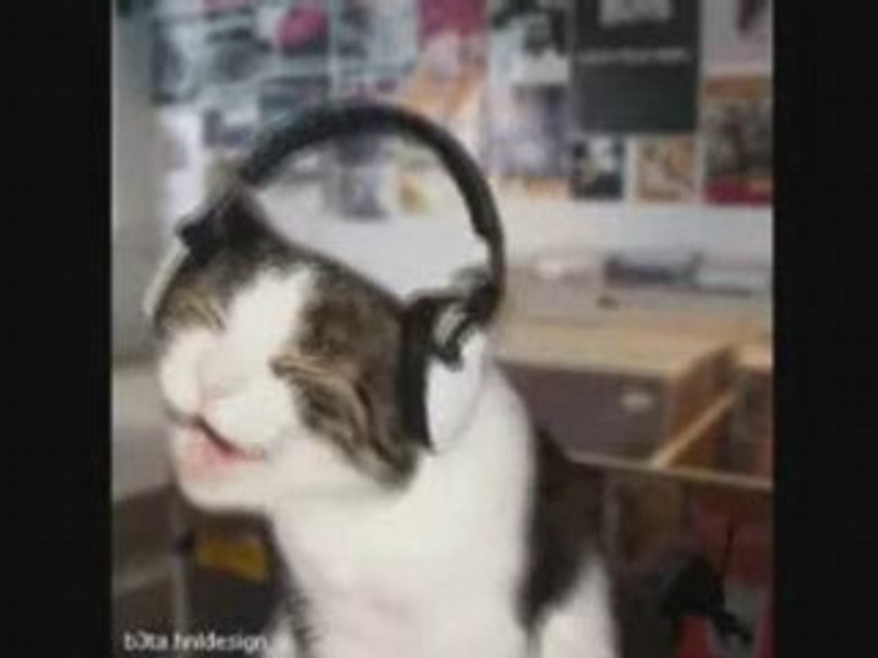 Dj cats