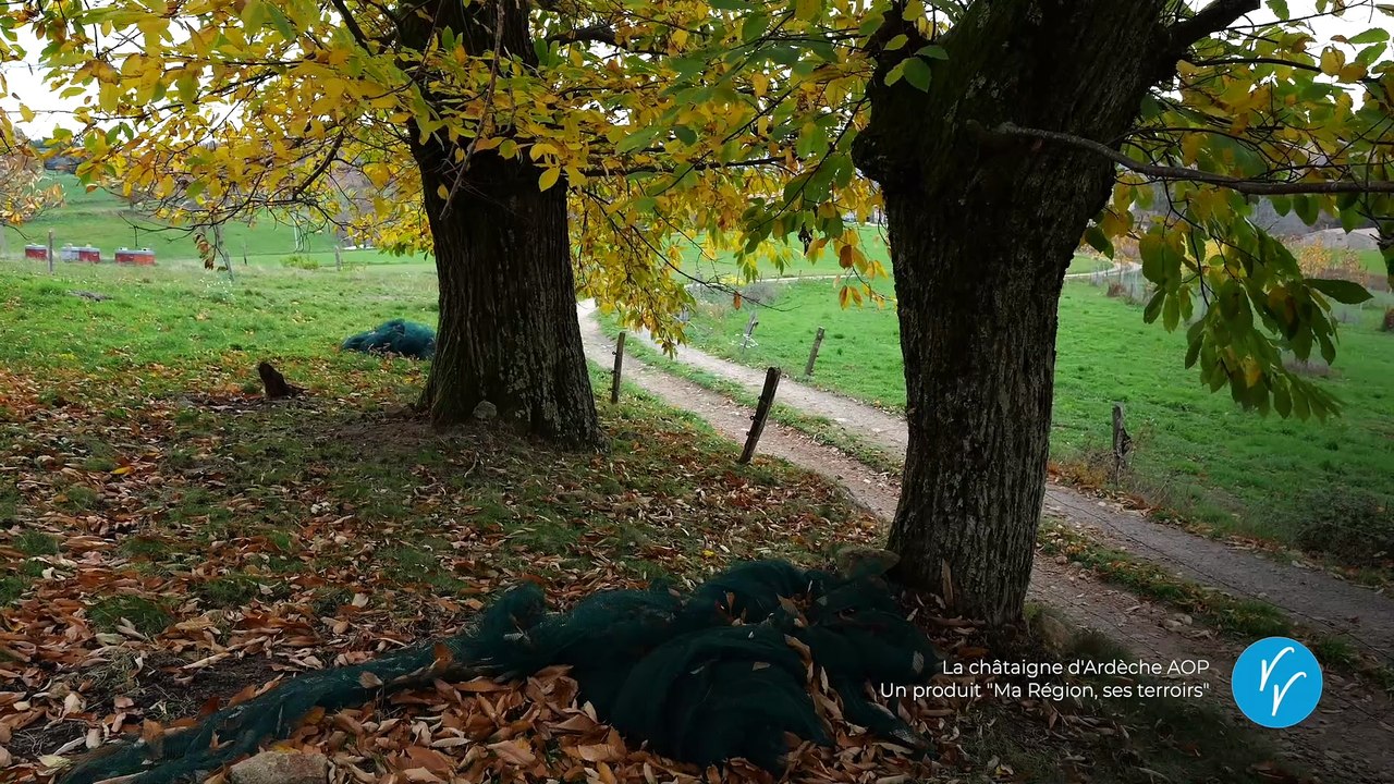 La châtaigne d’Ardèche AOP, un produit « Ma Région, ses terroirs »