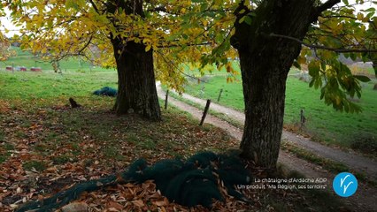 La châtaigne d’Ardèche AOP, un produit « Ma Région, ses terroirs »