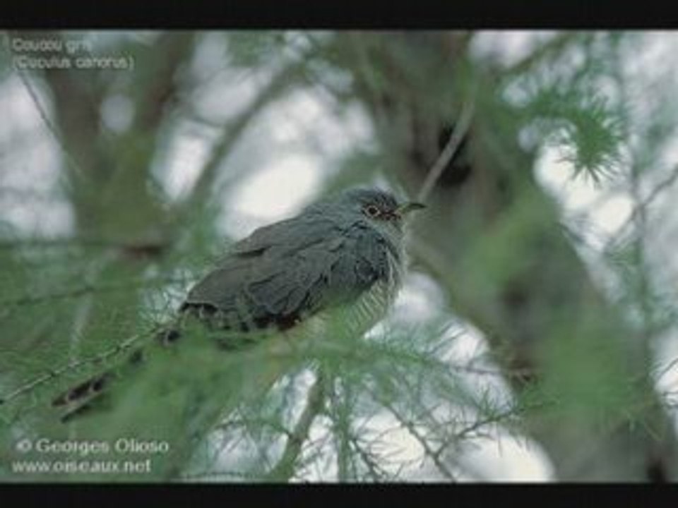 Coucou gris